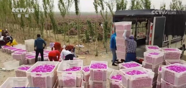 追着花儿看新疆 | 沙漠玫瑰竞相绽放，“花海经济”带动产业发展