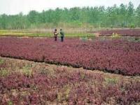 花卉之乡 红叶小檗绿化小苗，质优价廉，量大优惠