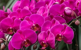 2017全国花卉产销回顾 花海如潮，产销两旺