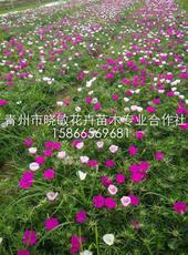 花卉之美，尽在青州市晓敏花卉苗木专业合作社