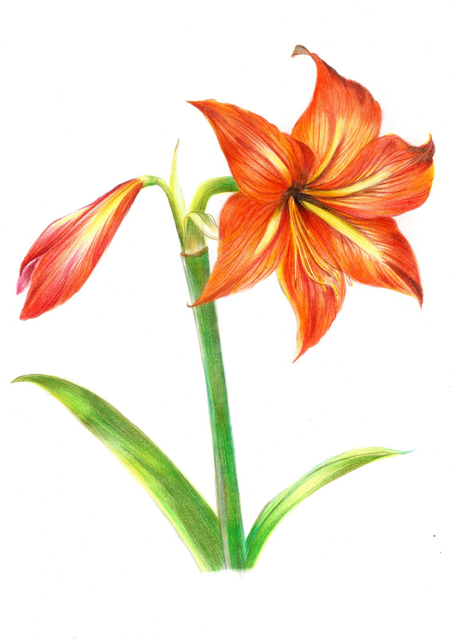 彩铅花卉 纸上绽放的斑斓之美