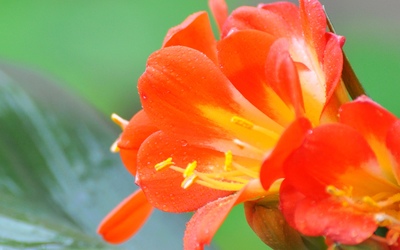 君子兰 花中君子，室雅兰香