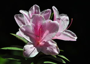 花的语言 世界的静默与诗意